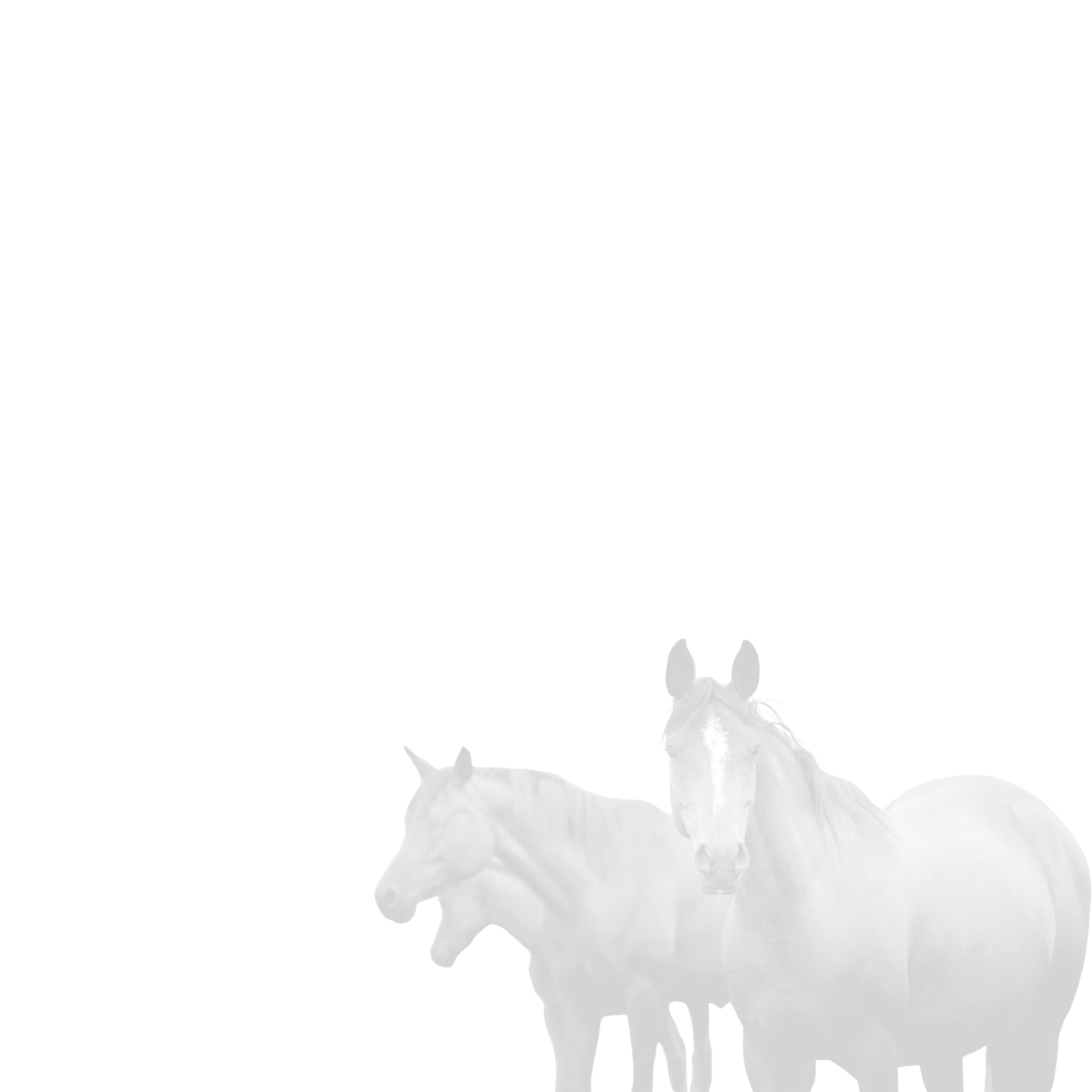 Two horses standing together.